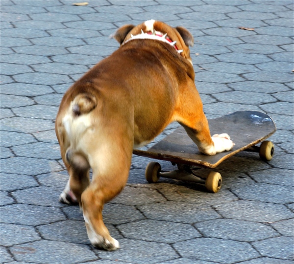 SKATE BOARDING DOG IN CENTRAL PARK