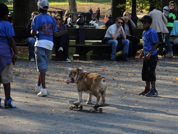 SKATE BOARDING DOG IN CENTRAL PARK